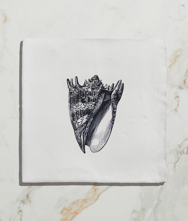 St-Ives-Seashells-Ceramic-Crown-Conch