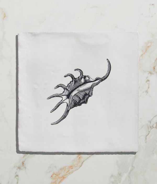 St-Ives-Seashells-Ceramic-Spider-Conch