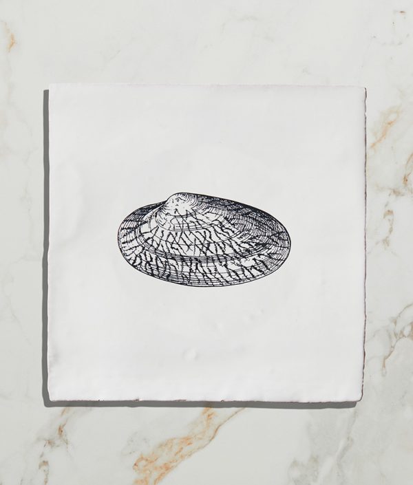 St-Ives-Seashells-Ceramic-Tellin